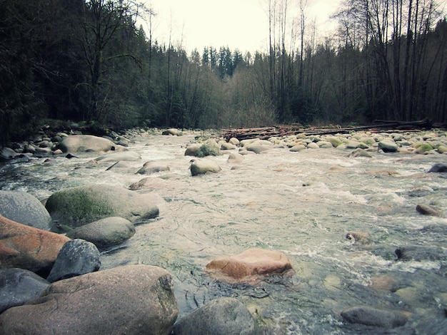 Photo trees in forest