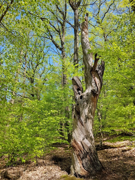 Foto alberi nella foresta