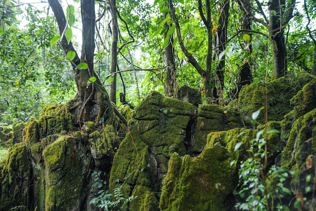 Trees in forest