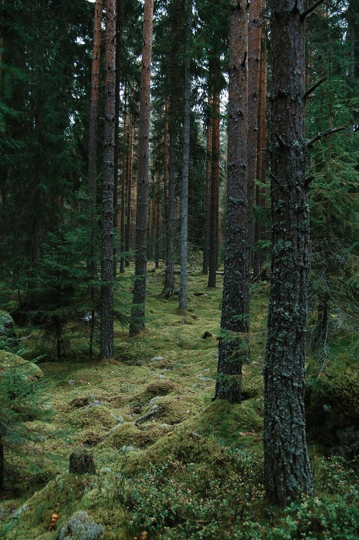Фотография деревья в лесу
