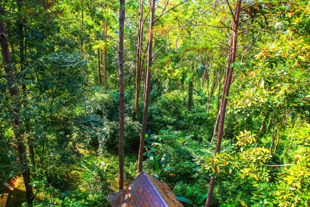 Trees in forest