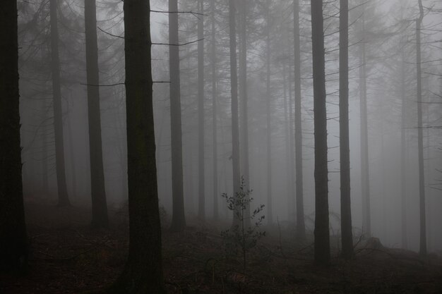 Photo trees in forest