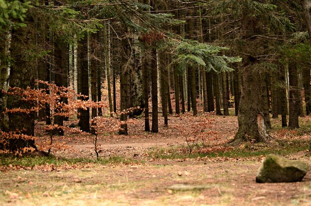 Foto alberi nella foresta