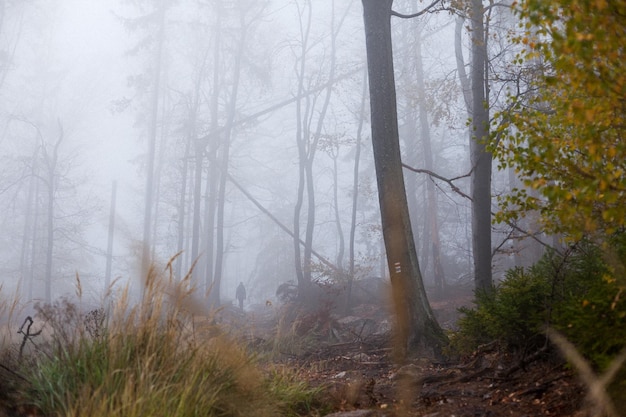 Trees in forest