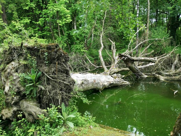 Trees in forest