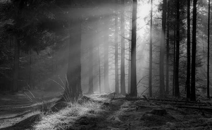 Photo trees in forest