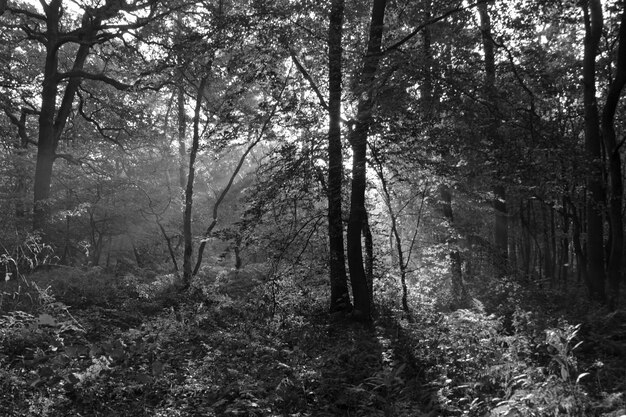 Foto alberi nella foresta