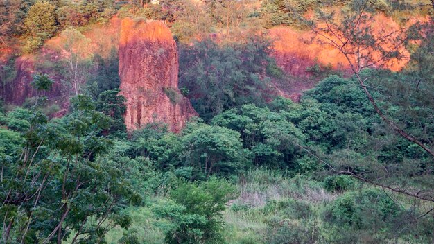 Trees in forest