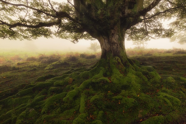 Foto alberi nella foresta