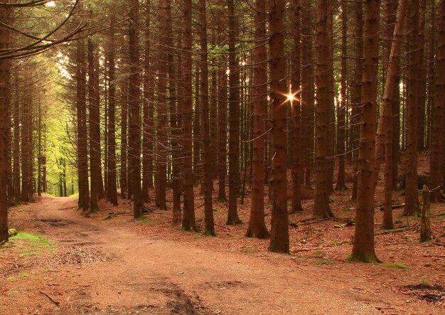 Trees in forest