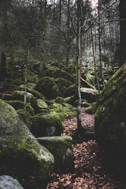 Foto alberi nella foresta