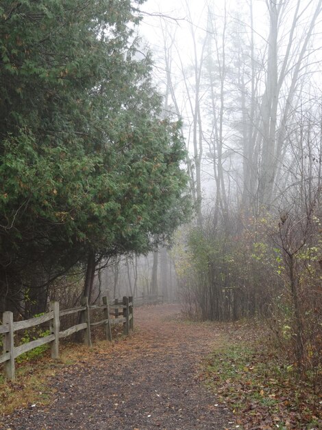 Photo trees in forest