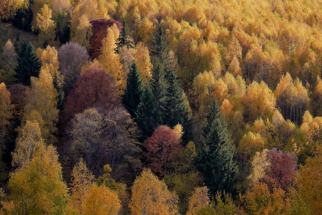 trees in forest