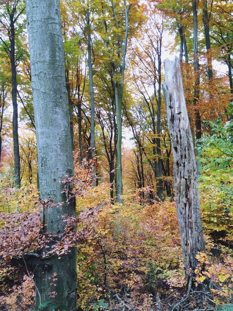 Photo trees in forest