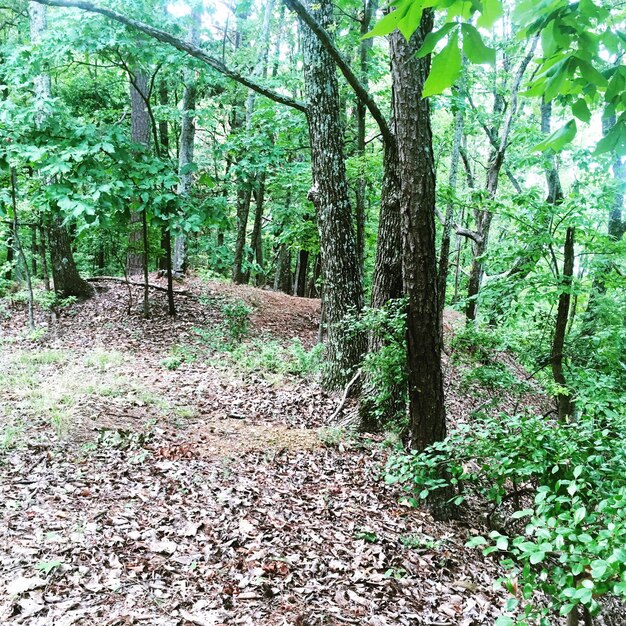 Trees in forest