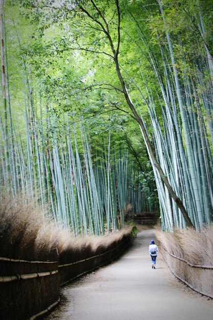 Photo trees in forest