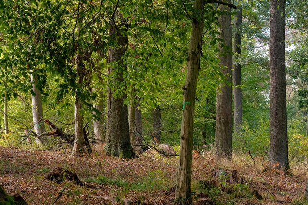 Trees in forest