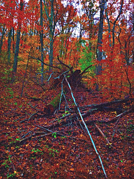 Foto alberi nella foresta