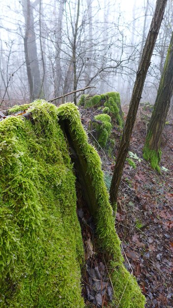 Foto alberi nella foresta