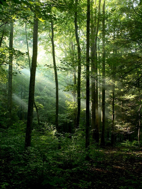 Trees in forest