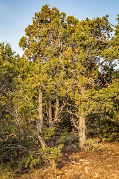 Foto alberi nella foresta