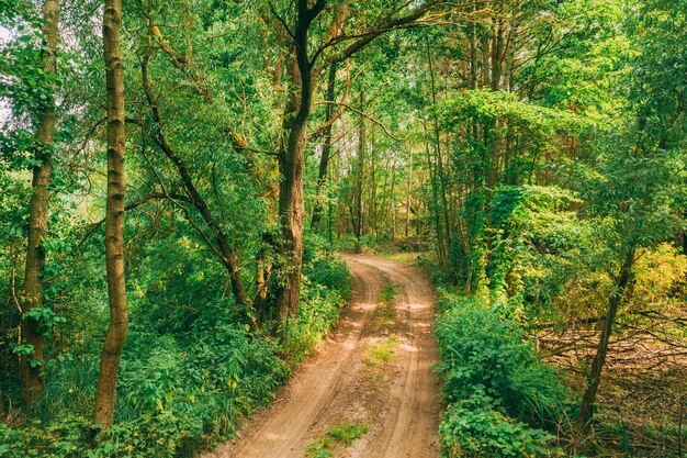 Trees in forest