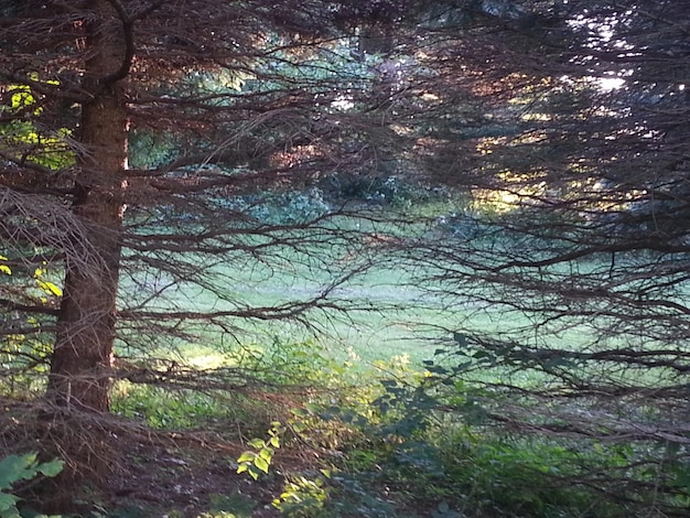 Foto alberi nella foresta