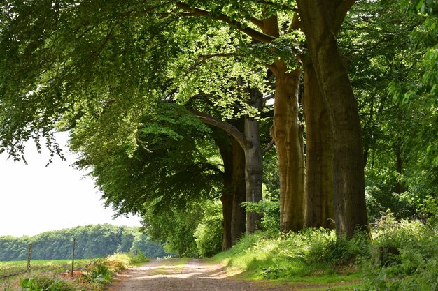 Trees in forest