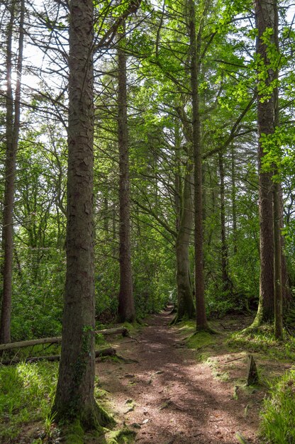 Foto alberi nella foresta