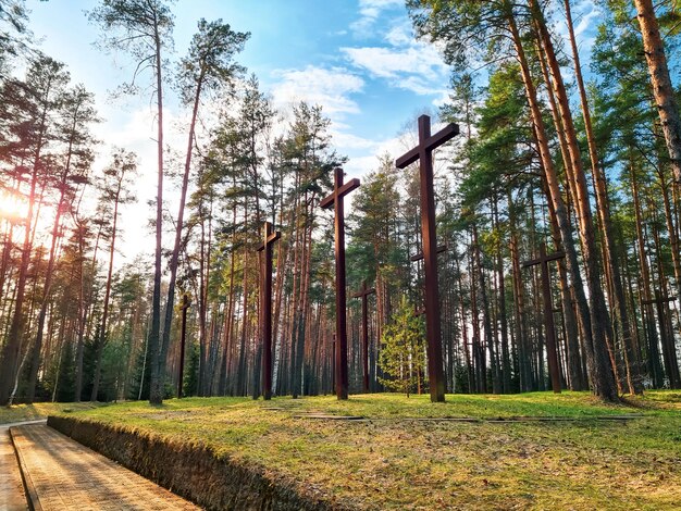 Foto alberi nella foresta