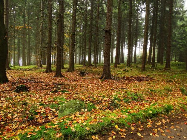 Trees in forest