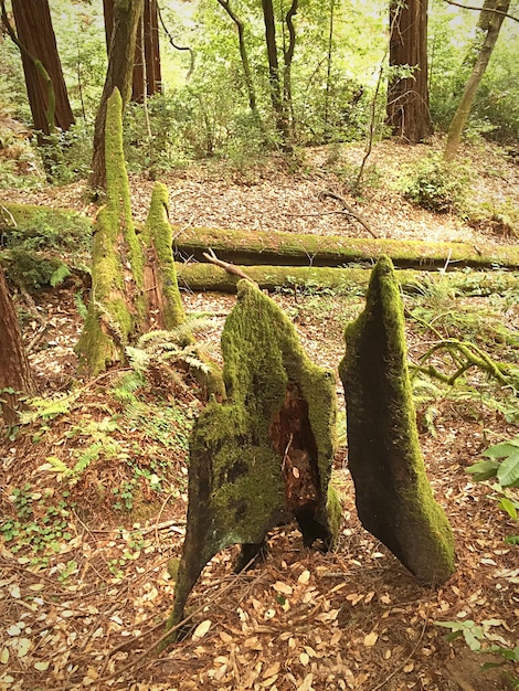 Trees in forest