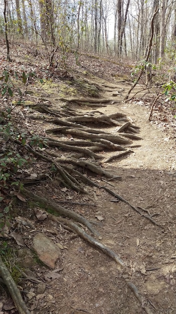 Foto alberi nella foresta