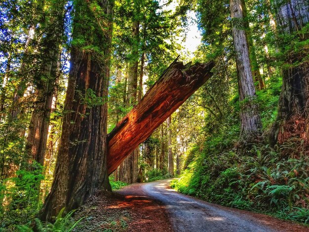 Photo trees in forest