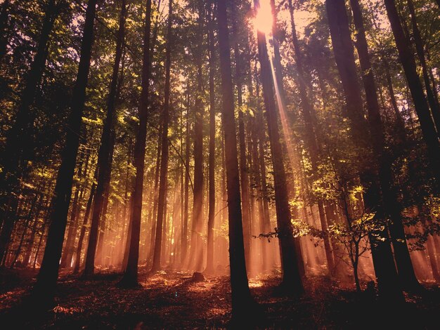 Photo trees in forest