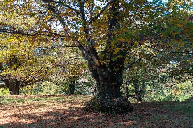 Trees in forest