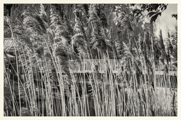 Photo trees in forest