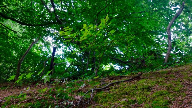 Trees in forest