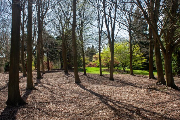 Photo trees in forest