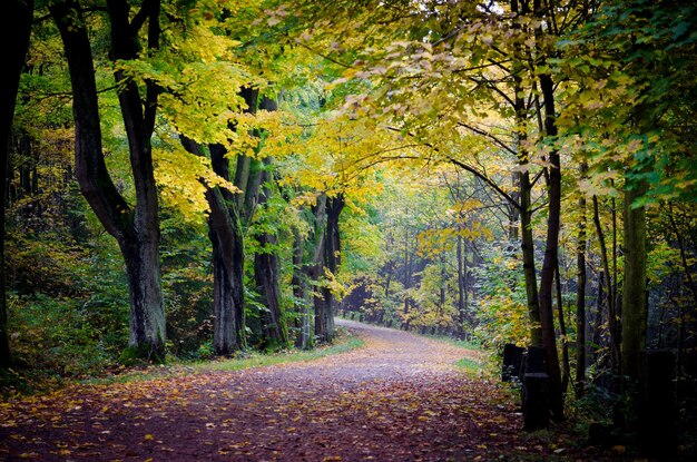 Photo trees in forest