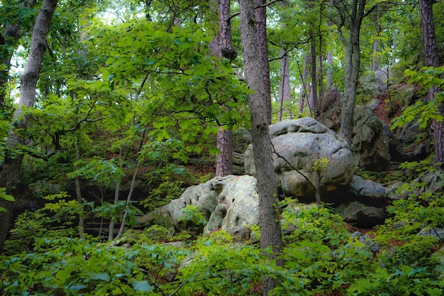 Foto alberi nella foresta