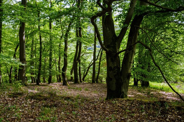 Trees in forest