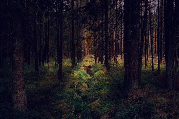 Foto alberi nella foresta