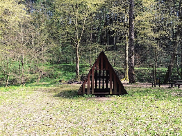 Photo trees in forest