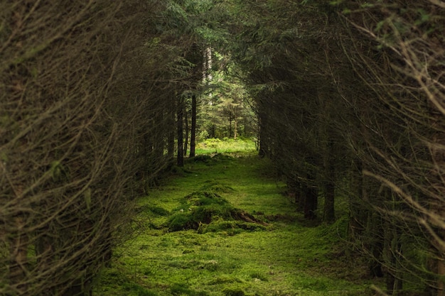 Trees in forest