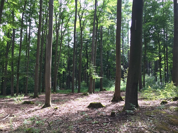 Trees in forest