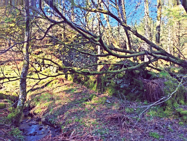 Photo trees in forest