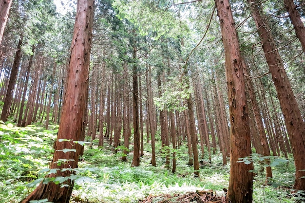 Foto alberi nella foresta