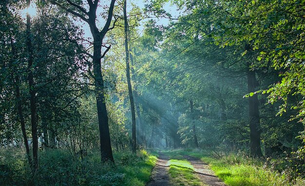 Trees in forest