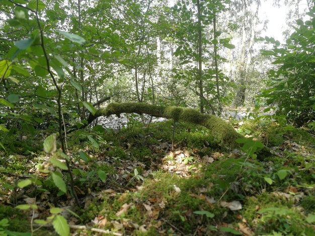 Trees in forest